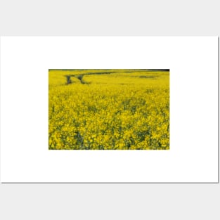 agricultural field full of bright yellow flowering crop of oil seed Posters and Art